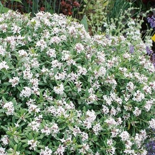 四季咲ジンチョウゲ　エターナル フレグランス