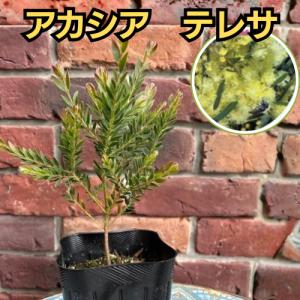 アカシア　テレサ　3号ポット苗　苗木　庭木 シンボルツリー 春の花