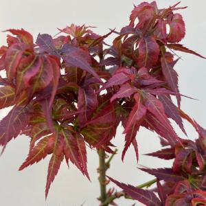 モミジ 紅獅子 接木苗 3.5号ポット クレナ...の詳細画像1