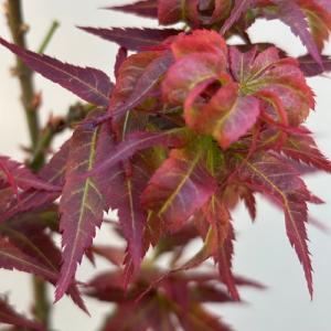 モミジ 紅獅子 接木苗 3.5号ポット クレナ...の詳細画像2