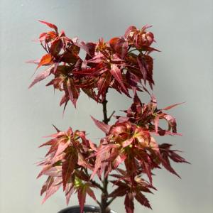 モミジ 紅獅子 接木苗 3.5号ポット クレナ...の詳細画像4