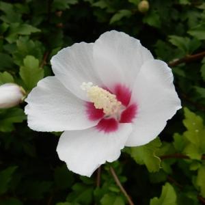 ムクゲ 宗旦 3号ポット 苗木 木槿 庭木 鉢植え シンボルツリー
