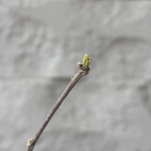 ムクゲ 宗旦 3号ポット 苗木 木槿 庭木 鉢...の詳細画像2