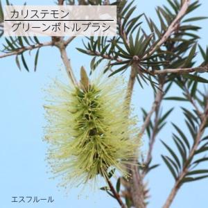 カリステモン グリーンボトルブラシ 5号ポット苗 ブラシの木 金宝樹 苗木 庭木 花木 オージープランツ