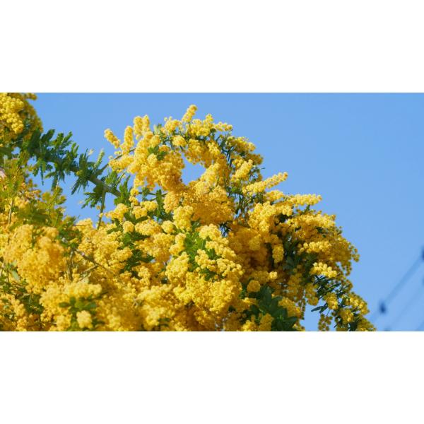 ミモザアカシア　摘心（ピンチ）苗　3.5号ポット　苗木　庭木 シンボルツリー 春の花