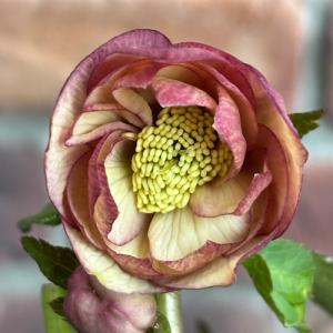 現品開花株】 クリスマスローズ ダブル咲き 115-2 4.5号ポット苗 花苗