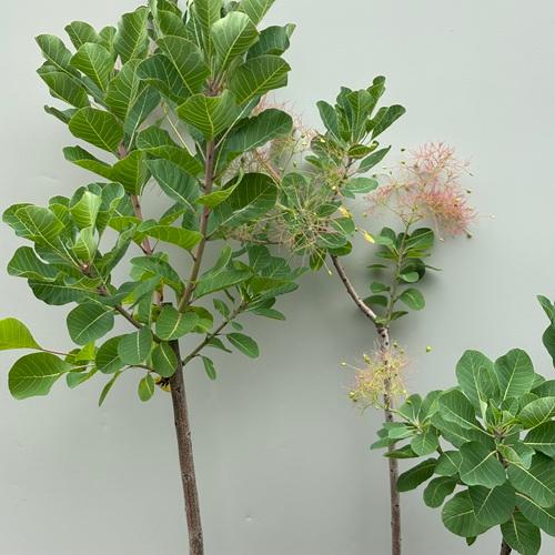 【現品212-3】スモークツリー ピンクボール 8号ポット苗　苗木 煙の木 切り花 ドライフラワー ...