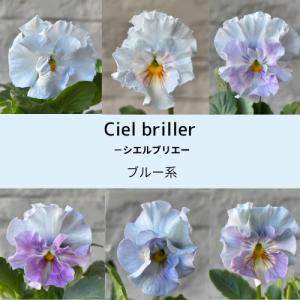 パンジー シエルブリエ 1株 ブルー系 3〜3....の商品画像