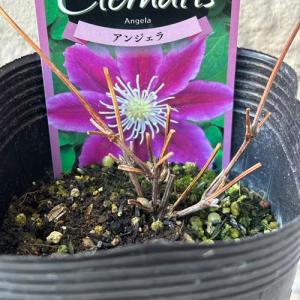 ダブルファンタジー 八重咲きクリスマスローズ 3号ポット 苗 : 苗木部