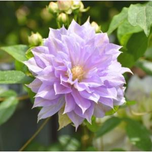 斑入りカランコエ ラキニアータ 4号｜草花04-PA : 赤塚植物園ヤフー店