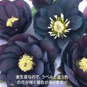 クリスマスローズ 苗 花 八重咲き ブラック 黒系ダブル 9cmポット 松村