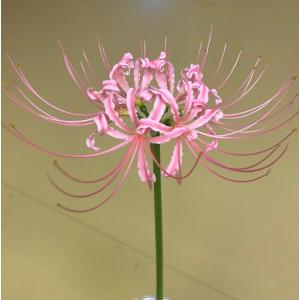桃花ヒガンバナ 球根1球の詳細画像4
