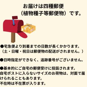 ヒガンバナ リコリス オーレア 球根1球袋詰め...の詳細画像4