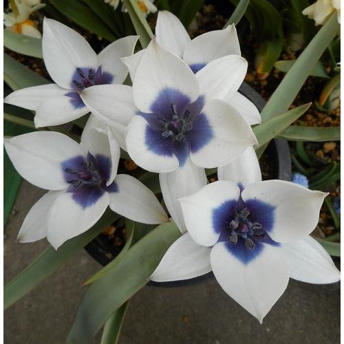 チューリップ　アルバ　コエルレアオクラータ　球根３球袋詰め　