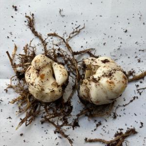ユリ ミステリードリーム 球根2球袋詰めの詳細画像1
