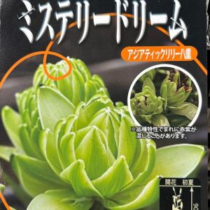 ユリ ミステリードリーム 球根2球袋詰めの詳細画像3