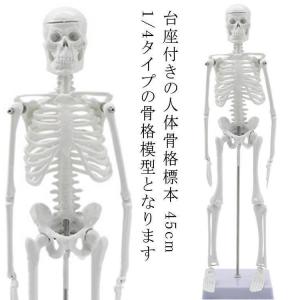 人体模型 骨格模型 骨 約85cm 1/2モデル 展示スタンド付き 骨格標本