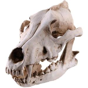 骨標本模型骨格頭蓋骨狼ドクロ骸骨スカル髑髏動物オブジェ置物レプリカインテリア