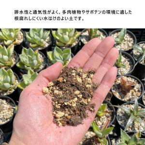 evo 多肉サボテンが元気に育つ土【2L】 培...の詳細画像3