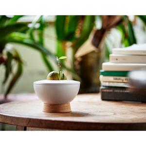 AVOCADO POT アボカドの種を育てる器...の詳細画像2