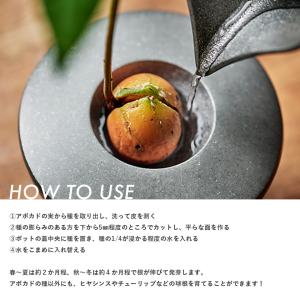AVOCADO POT アボカドの種を育てる器...の詳細画像3