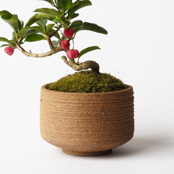 美濃焼 MATCHA-POT【 Brown 】ブラウン φ12×H8cm 植木鉢 受皿付 4号 シン...