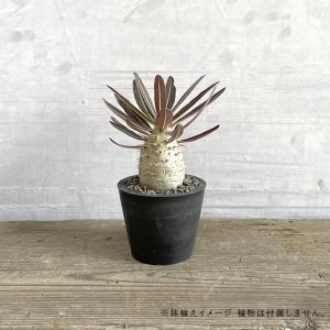 BLACK PLASTIC POT【STAND...の詳細画像5
