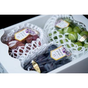 SHARON GRAPE シャロングレープ 彩ギフト３房 中元 シャロン農園 期間限定 8月中旬〜9月中旬