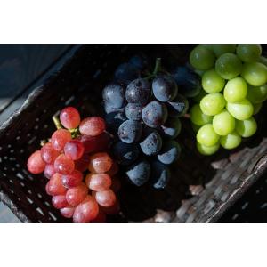 SHARON GRAPE シャロングレープ 彩...の詳細画像2