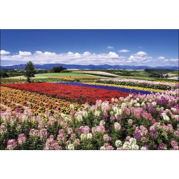 PT-020 クレオメ咲く新栄の丘