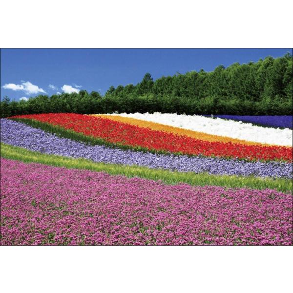 PT-021 花咲く丘・ファーム富田