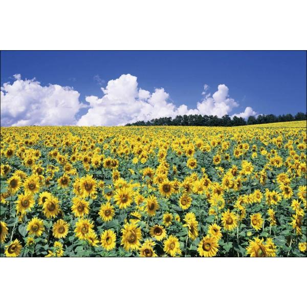 PT-023 ひまわりの丘