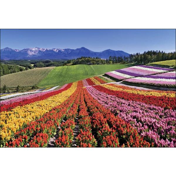 PT-024 ケイトウ咲く四季彩の丘