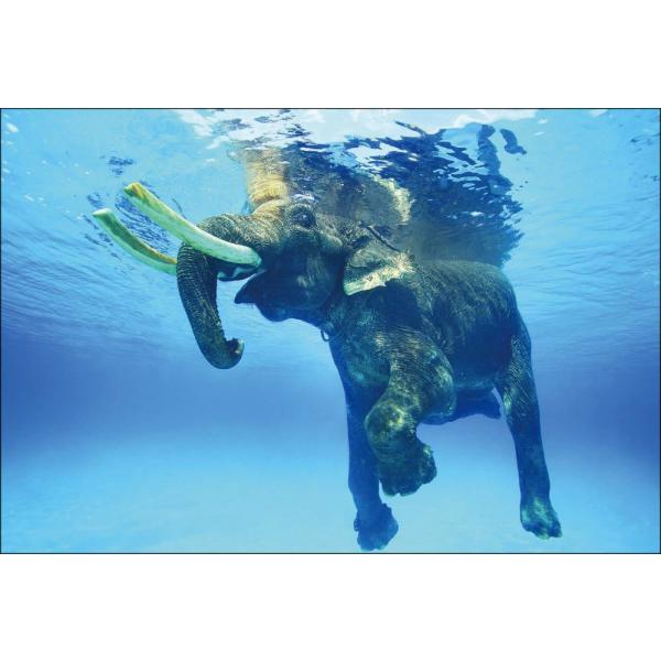 PT-026 泳ぐ象・ラジャン