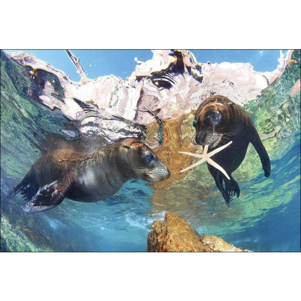 PT-027 カリフォルニア・アシカ