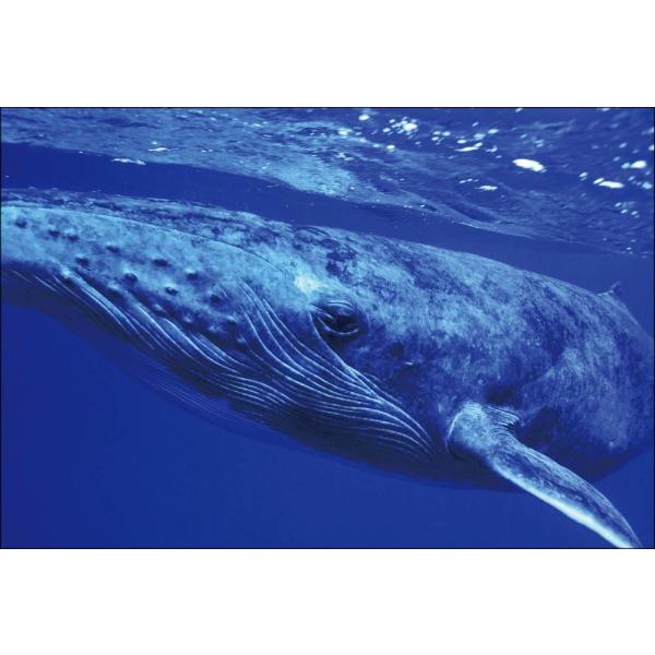 PT-028 ザトウクジラ