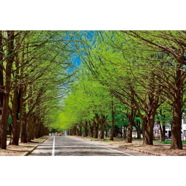 PT-061 北海道大学-新緑のイチョウ並木