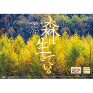 『森は生きている』 2024年カレンダー 壁掛け 【420×297mm 透明ホルダー付】 風景 YC-19｜shashinkoubou