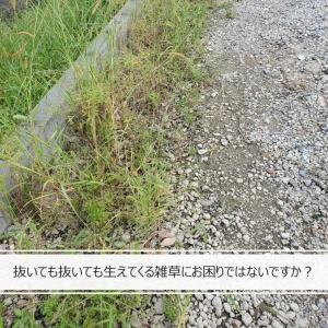 高耐久 雑草対策 雑草防止 防草シート 除草シ...の詳細画像1