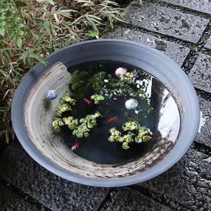信楽焼 睡蓮鉢 メダカ鉢 おしゃれ めだか鉢 ...の詳細画像1