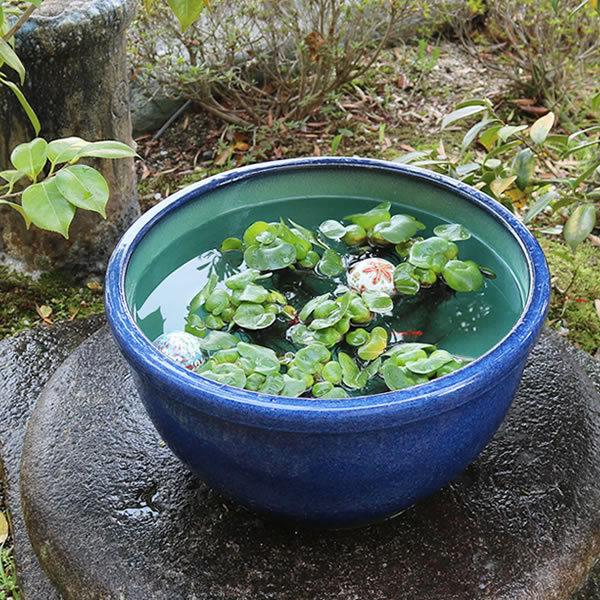 信楽焼 睡蓮鉢 メダカ鉢 おしゃれ めだか鉢 陶器 水鉢 ビオトープ 金魚鉢 信楽焼き スイレン鉢 ...