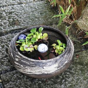信楽焼 睡蓮鉢 メダカ鉢 おしゃれ めだか鉢 陶器 水鉢 ビオトープ