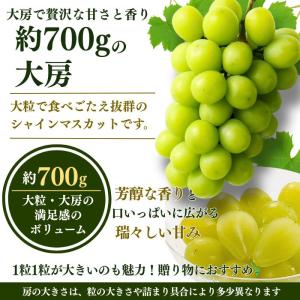 お中元 2026 ピオーネ・シャインマスカット...の詳細画像3