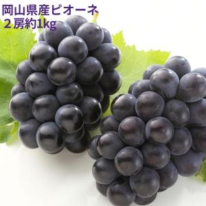 お中元 2026 ピオーネ 2房 1kg【出荷時期 7月1日〜8月末頃】【注文締切予定日 8月26日】岡山 ぶどう 種なし ニューピオーネ ギフト 爆買