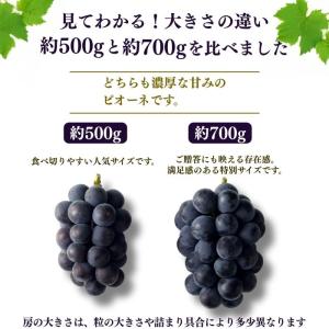 お中元 2026 ピオーネ 2房 1kg【出荷...の詳細画像4
