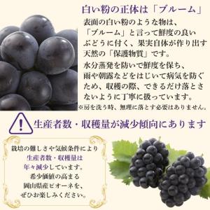 お中元 2026 ピオーネ 2房 1kg【出荷...の詳細画像3