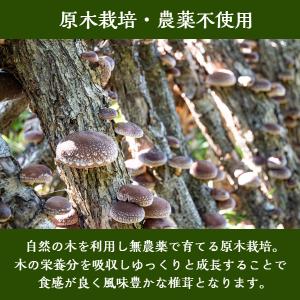 干し椎茸 国産 しいたけ粉 100g 原木栽培...の詳細画像5