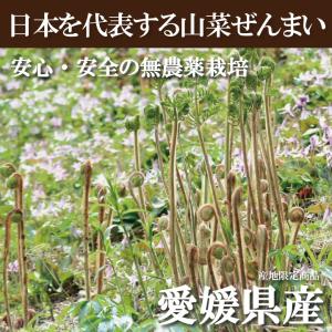 愛媛県産乾しぜんまい3個セット 山菜 ぜんまい...の詳細画像1