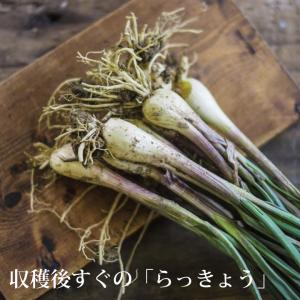 甘らっきょう3個セット 【1袋80g 国産 宮...の詳細画像2