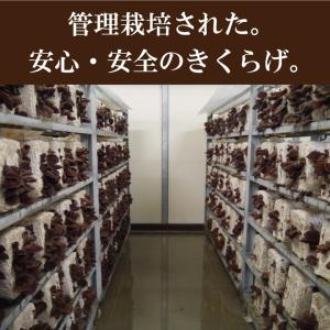 熊本県産きくらげスライス180g 国産 送料無...の詳細画像2